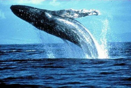 Humpback Whale